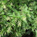 Cestrum Nocturnum – Night Queen / Night-blooming Jasmine 3