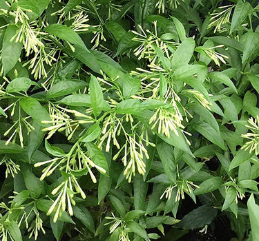 Cestrum Nocturnum – Night Queen / Night-blooming Jasmine 3