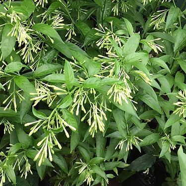 Cestrum Nocturnum – Night Queen / Night-blooming Jasmine 3