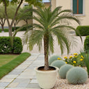 Phoenix roebelenii – Miniature Date Palm 3