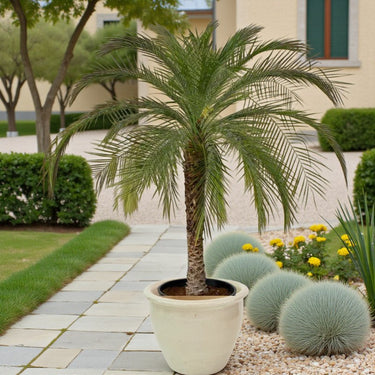 Phoenix roebelenii – Miniature Date Palm 3