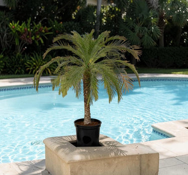 Phoenix roebelenii – Miniature Date Palm 2