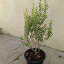 Leucophyllum frutescens – Texas Sage 2