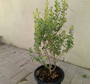 Leucophyllum frutescens – Texas Sage 2