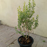 Leucophyllum frutescens – Texas Sage 2