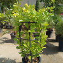 Mandevilla splendens – Yellow Bell Climber 5