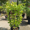 Mandevilla splendens – Yellow Bell Climber 5