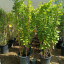 Mandevilla splendens – Yellow Bell Climber 4