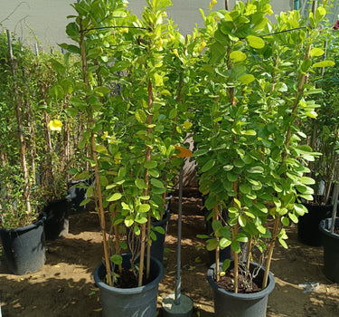 Mandevilla splendens – Yellow Bell Climber 4