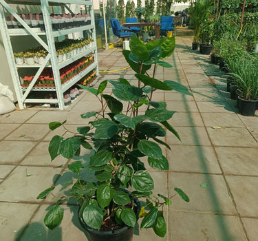 Hibiscus Rosa Sinensis 1