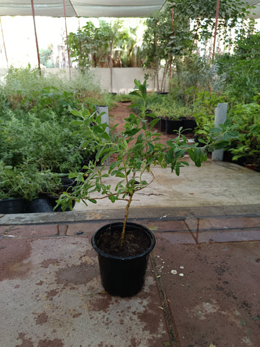 Leucophyllum frutescens – Texas Sage 4