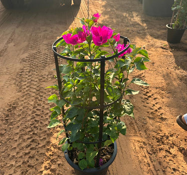 Bougainvillea in plastic pot