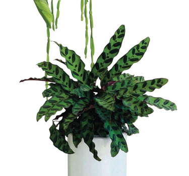 Calathea Rattlesnake