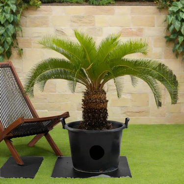 Cycas revoluta – Sago Palm 5