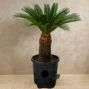 Cycas revoluta – Sago Palm 2