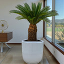 Cycas revoluta – Sago Palm 11