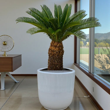 Cycas revoluta – Sago Palm 11