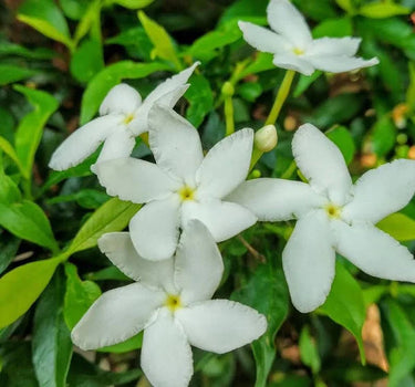 Tabernaemontana Chinensis (Crepe Jasmine / Pinwheel Flower)