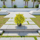 Duranta Erecta – Golden Dewdrop / Sky Flower / Pigeon Berry 1
