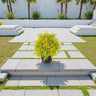 Duranta Erecta – Golden Dewdrop / Sky Flower / Pigeon Berry 1