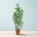 Guava Tree - Psidium Guajava 3