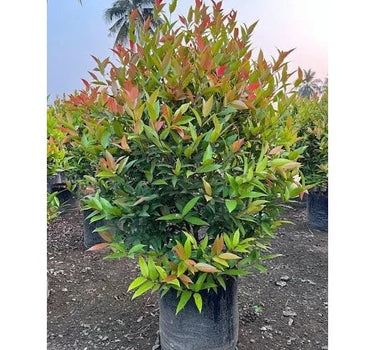 Syzygium Australe 'Christina'
