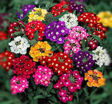 Verbena Seasonal Flowers (8–12 cm)