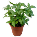 Ocimum Basilicum – Fragrant Rehan Herb for Culinary & Medicinal Use 2