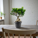 Ficus Bonsai – Ginseng Bonsai – Ficus Retusa Plant 2