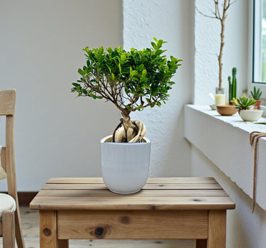 Ficus Bonsai – Ginseng Bonsai – Ficus Retusa Plant 3