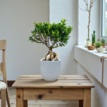 Ficus Bonsai – Ginseng Bonsai – Ficus Retusa Plant 3