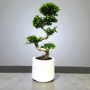 Ficus Bonsai – S Shaped 2
