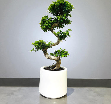 Ficus Bonsai – S Shaped 2