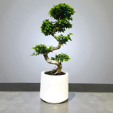 Ficus Bonsai – S Shaped 2