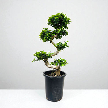 Ficus Bonsai – S Shaped 1