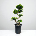 Ficus Bonsai – S Shaped 4