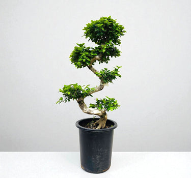 Ficus Bonsai – S Shaped 4