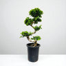 Ficus Bonsai – S Shaped 4