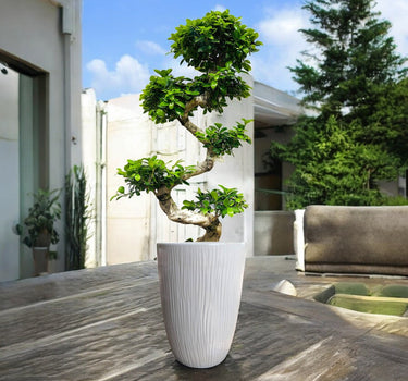 Ficus Bonsai – S Shaped 3