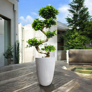 Ficus Bonsai – S Shaped 3