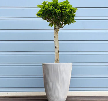 Bonsai - Ficus Diversifolia (Round Head) - 70-80cm