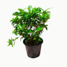 Gardenia Jasminoides – Cape Jasmine (Outdoor) 1