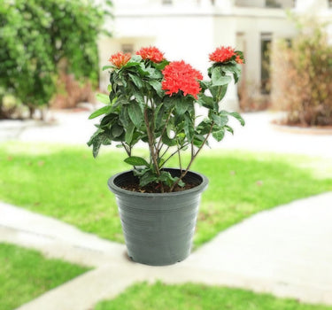 Ixora coccinea- Multicolours Available 1