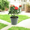 Ixora coccinea- Multicolours Available 1