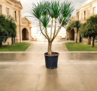 Dracaena Draco - Black Pearl 1