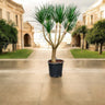 Dracaena Draco - Black Pearl 1