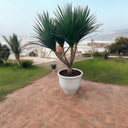 Dracaena Draco - Black Pearl 2